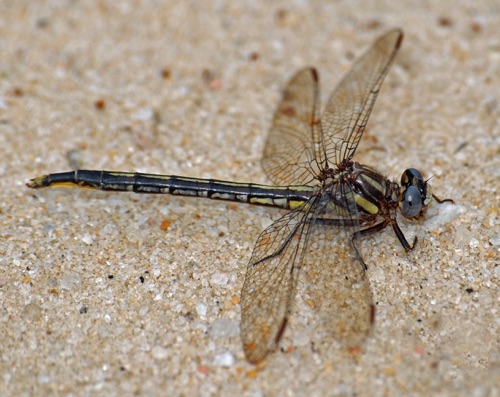 Female
2008_05_09_SC
